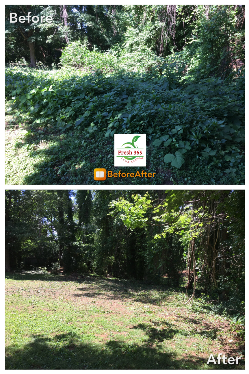 Lawn cleanup before and after service image