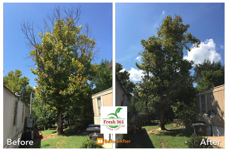 Tree pruning before and after service image