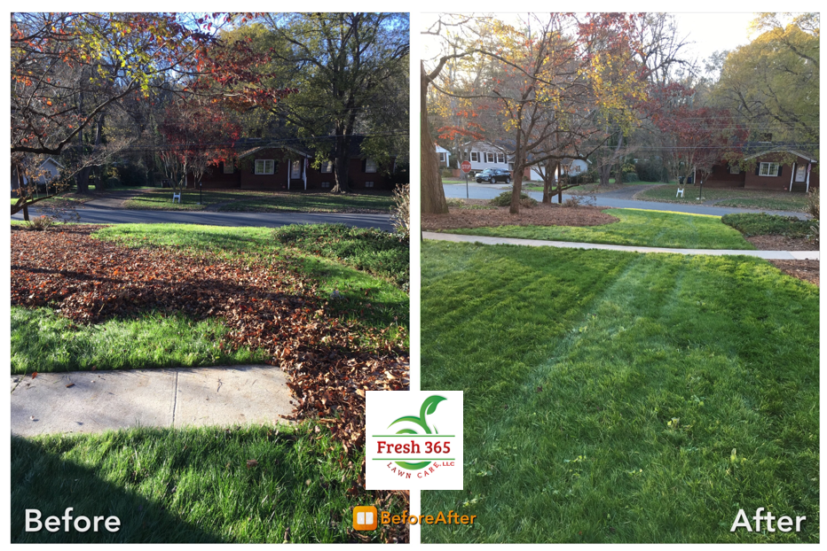 Leaf removal before and after service image