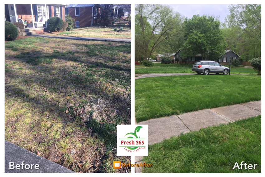 Lawn renovation before and after service image