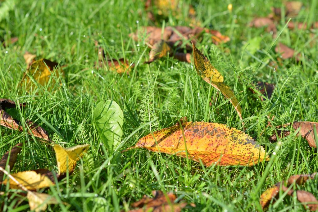autumn, gold, leaves-1677545.jpg