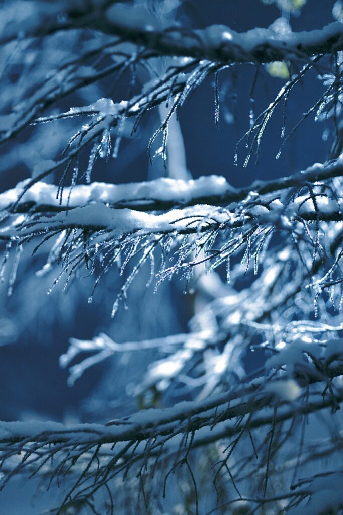 nature, icicles, snow-6811404.jpg